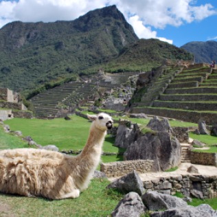 Llama at Machu Pichu